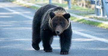 野生動物は何頭から「増え過ぎ」になる?クマ被害と“人口減少”の関係でわかること