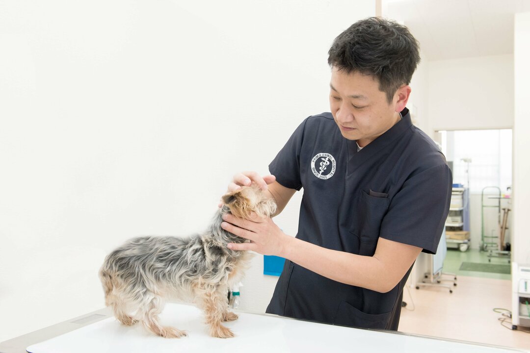 進化する動物病院――飼い主とペットにとって本当によい動物病院とは