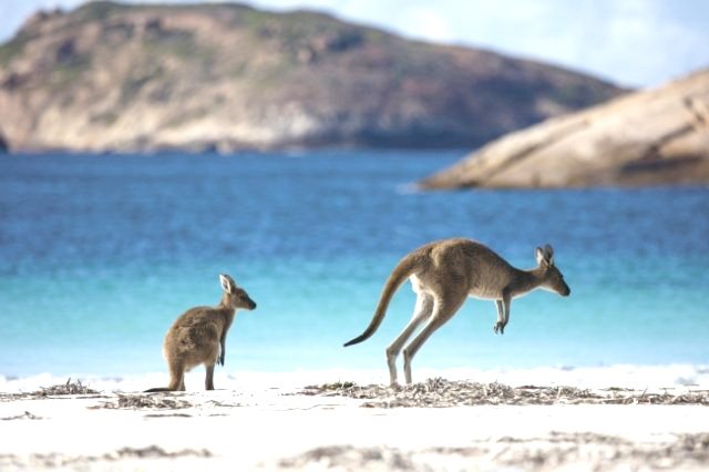 野生のカンガルーを見ることができる