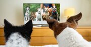 愛犬を夢中にさせる動画コンテンツ、“動物もの”の中で特に人気は……