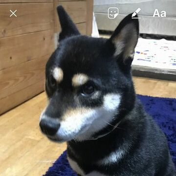 Instagramは履歴に残らない消える写真・動画を送れる!