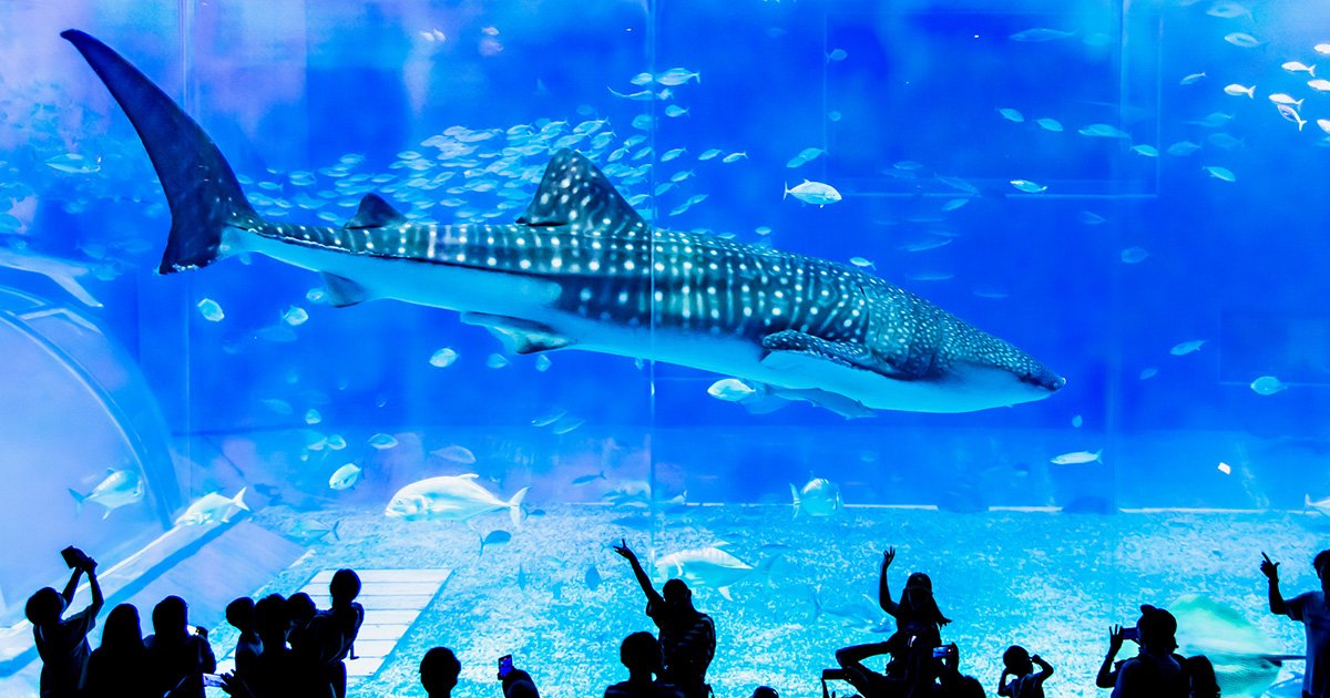 「この魚の名前は何ですか？」「う〜ん、解剖してみないことには…」元スタッフが語る、水族館の知られざる裏側とは