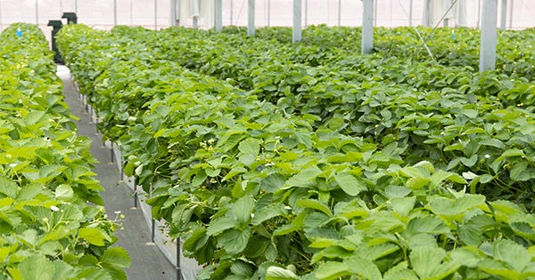 安定した、持続可能な農業経営のため、「グリーンハウス」は進化する