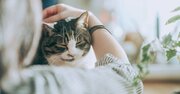 モフモフしたい…「抱っこ嫌いなネコ」の心を開く「魔法の道具」とは?