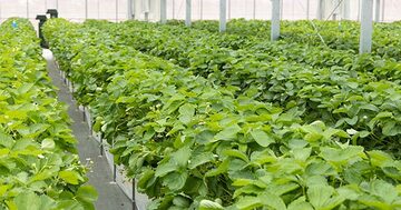 安定した、持続可能な農業経営のため、「グリーンハウス」は進化する