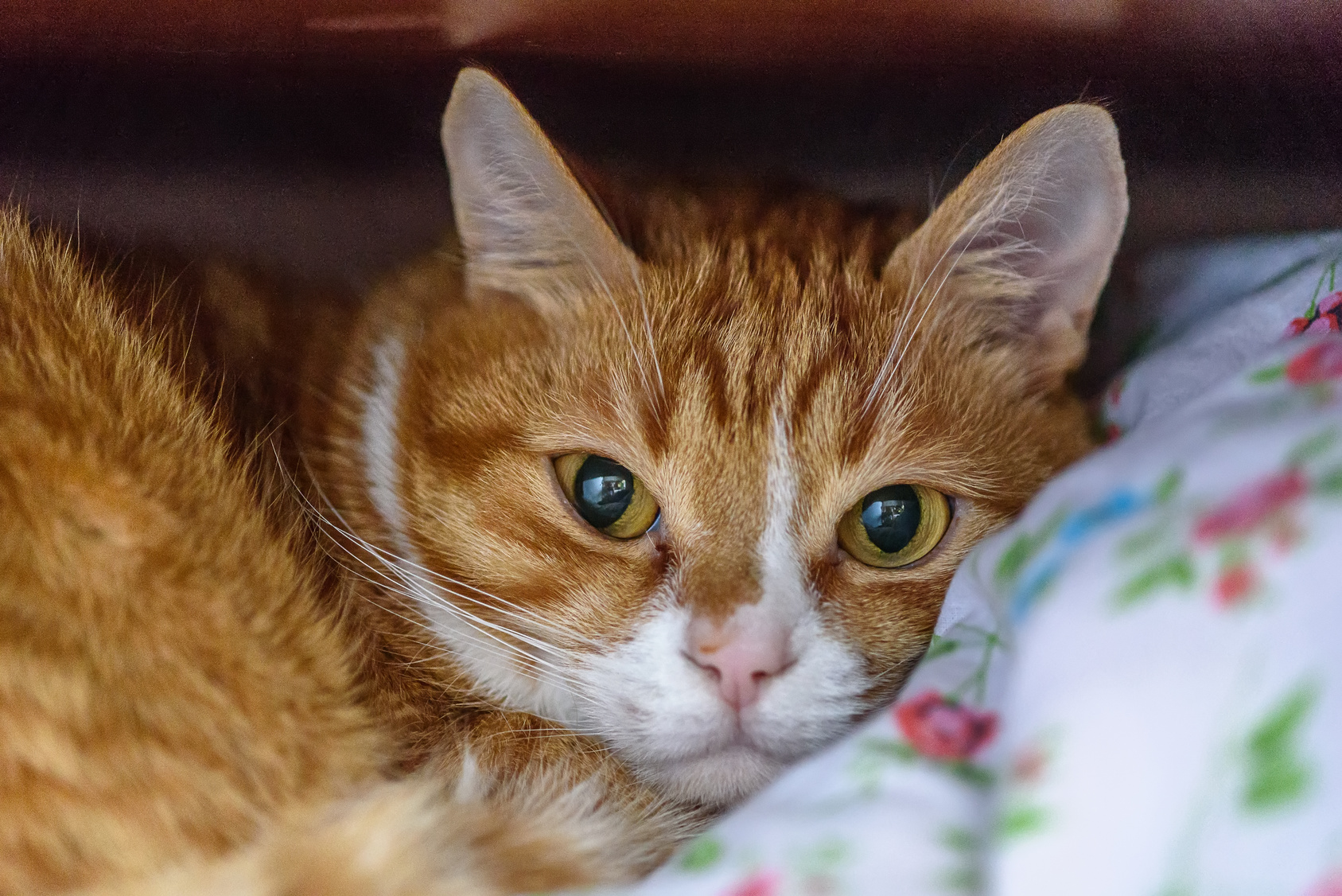 猫飼いあるある!隣の家に迷い込み、クローゼットに飛び込んだ猫