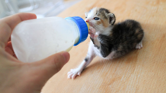 新生児の子猫の世話は大変
