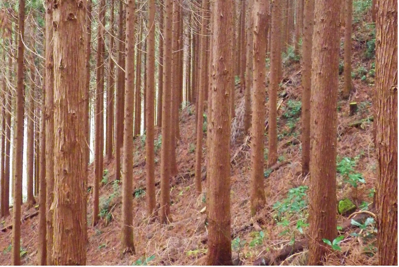 GXの出遅れが命取り。創出量15倍に拡大の「森林クレジット」が今注目されるワケ