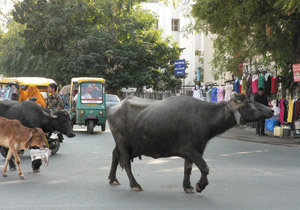 「牛肉禁止令」でムンバイ駐在員妻たちに広がる恐怖