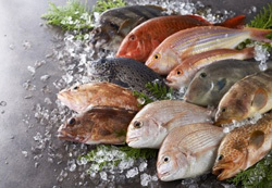 「長崎県平戸市」の「平戸地魚詰合せ」