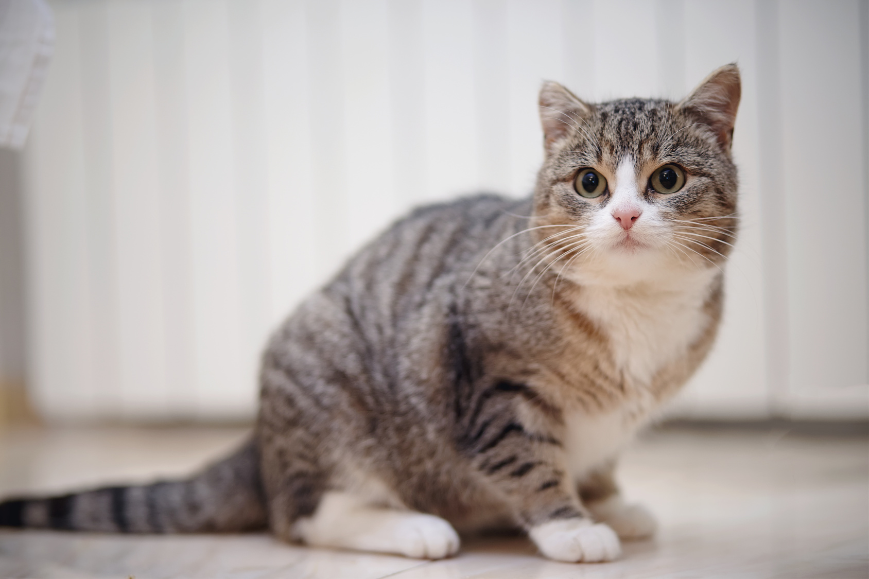 騒々しいのが大嫌いな猫は、静かな時間を確保する究極の方法を知っている!全仏ベストセラーの猫本が教える、幸せに生きるヒント