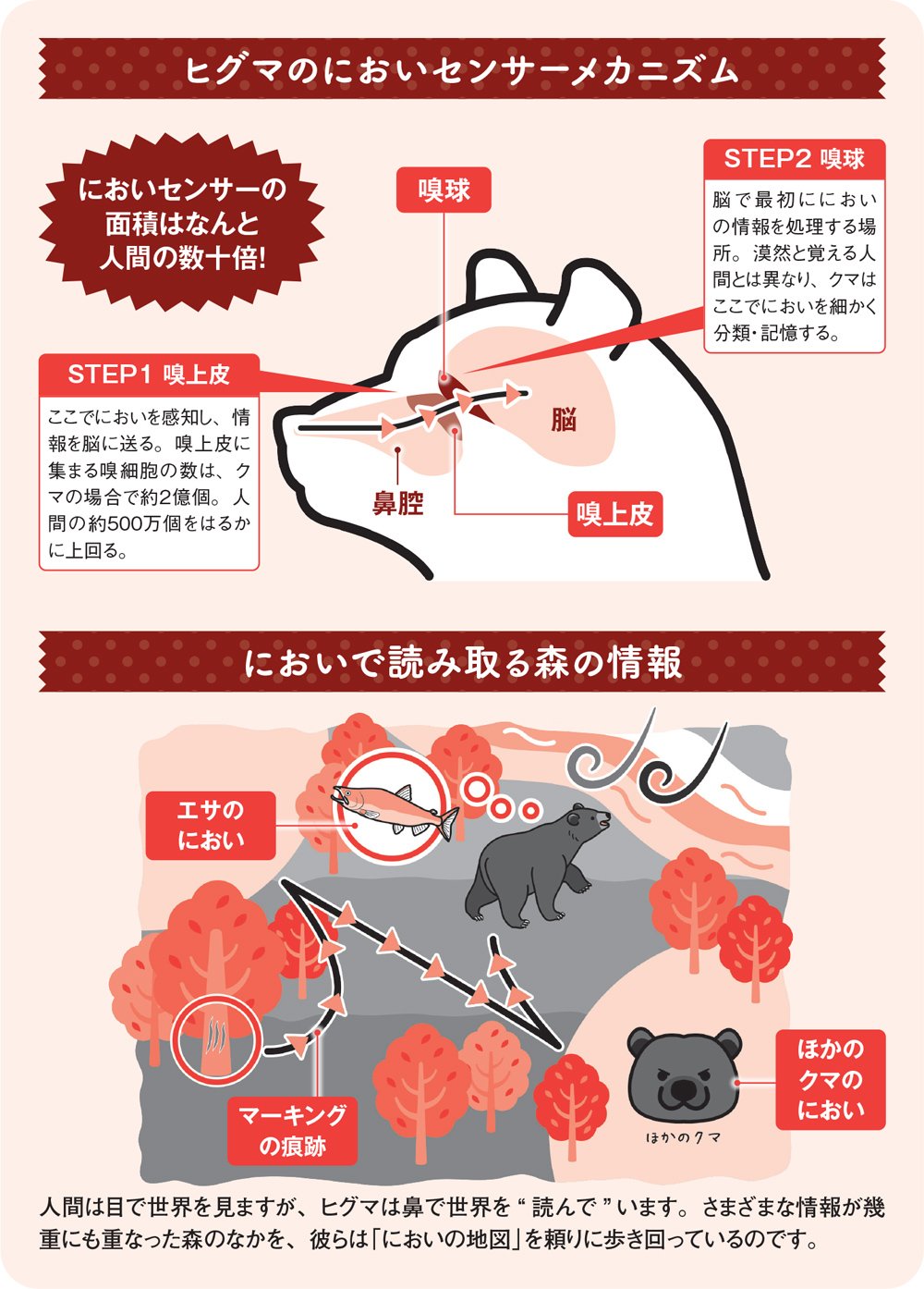図:ヒグマのにおいセンサーメカニズム