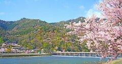 京都の春を満喫する旅、平安神宮の大鳥居と桜の絶景＆レトロ喫茶店で癒やされる