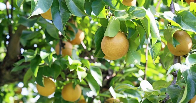 【山の日から開運】「神様が応援される人」が欠かさない、夏の運がギュッと詰まった食べ物とは？