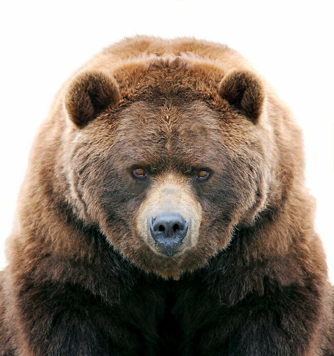 【どうすれば助かる!?】テントを開けたら目の前にクマ。動物学者が教える「いのちを守る」行動とは？