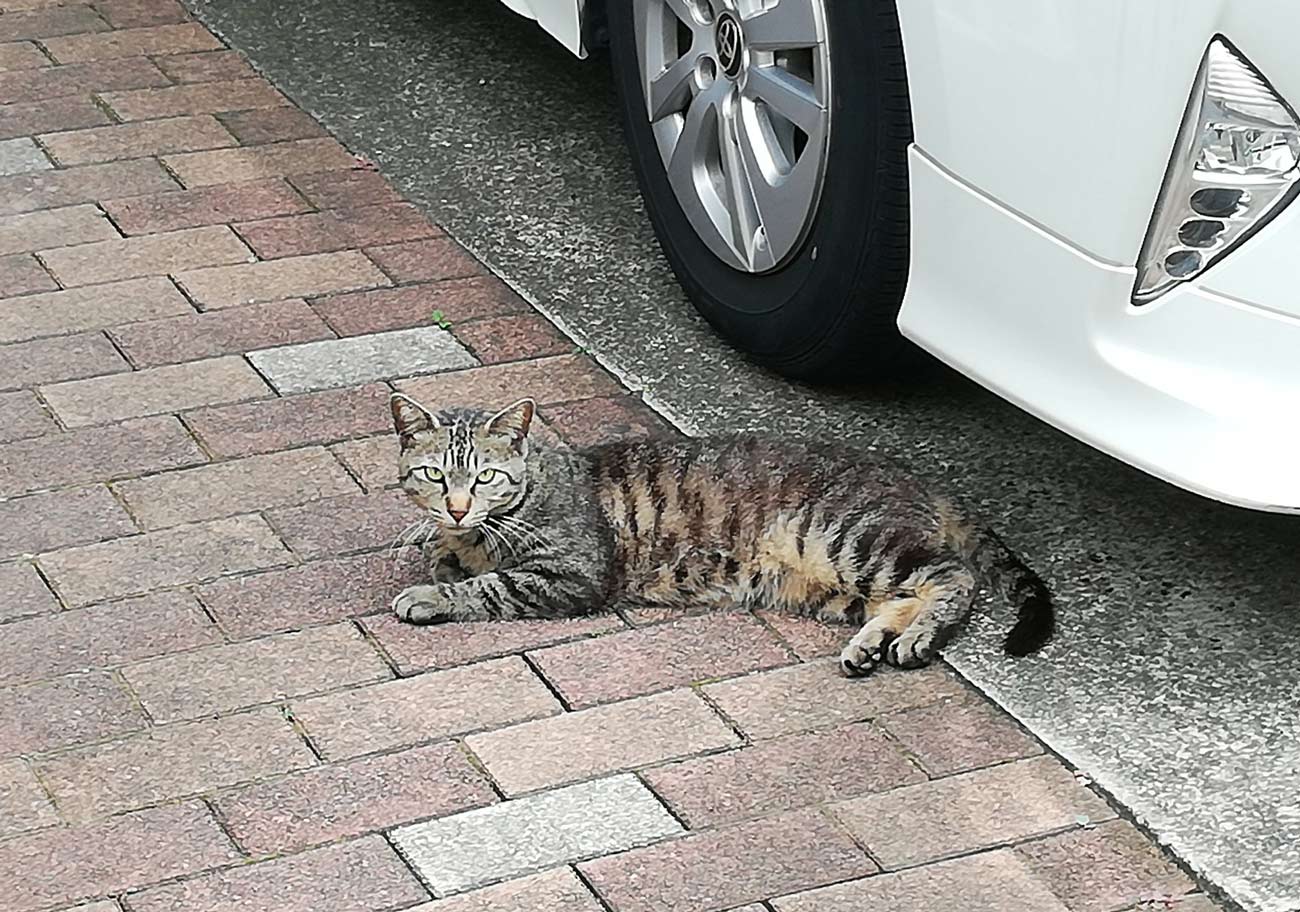 クルマに乗る前の「猫バンバン」ってそんなに大事なの？猫好き自動車ジャーナリストが解説する深～い意義