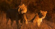 欲望を満たすために狩猟し「命」を奪う…アフリカの「トロフィー・ハンター」に狙われた野生動物「ビッグ5」の悲劇