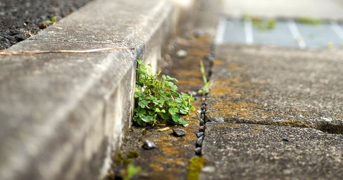 写真:道路,植物