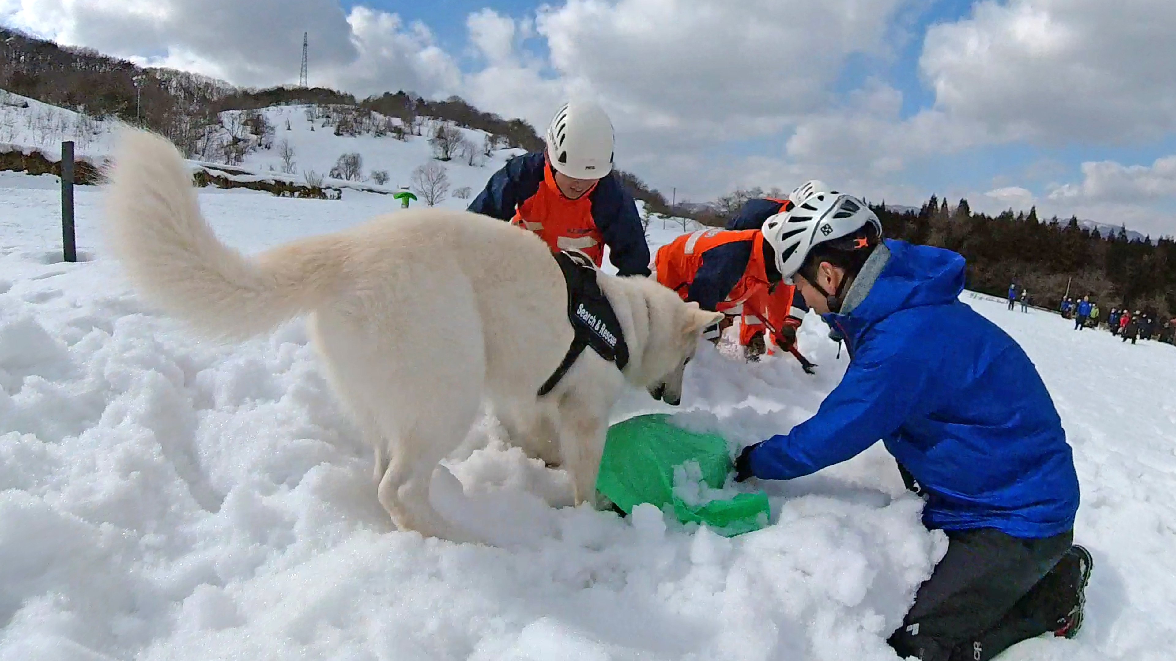 能登半島地震にも出動した「災害救助犬」は、日頃どんな訓練をしているのか?