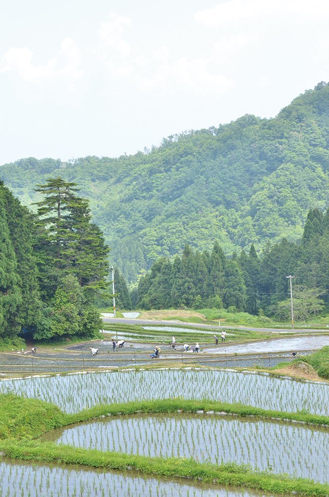 地元丹後の棚田。田植えや稲刈りに愛用者が集結