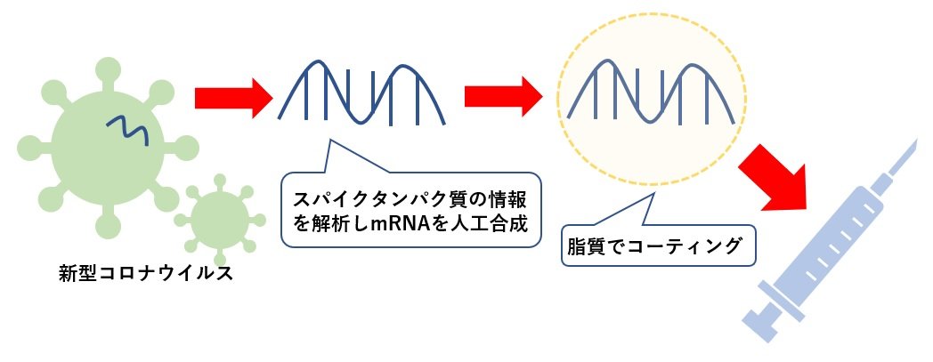 mRNAワクチンの仕組み