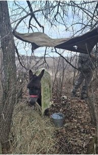 ロシアの最新兵器は「馬」 ウクライナで実戦配備