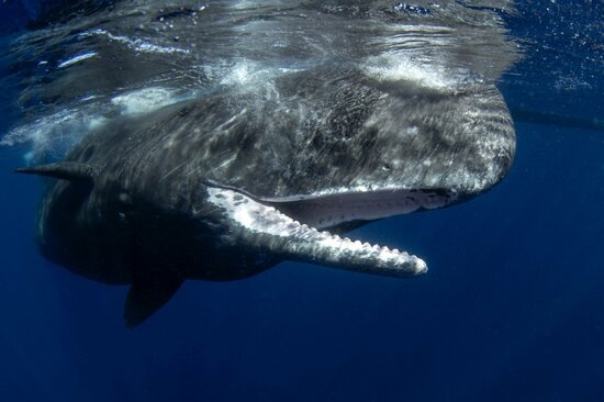 “マッコウクジラ”vs“巨大イカ”「海の巨大生物」同士の激戦…その驚きの結末とは