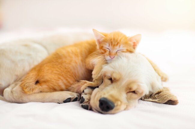 実は多かった…猫と犬を両方飼って「うまくいく家」は何が違う?【大阪大学の研究で判明】