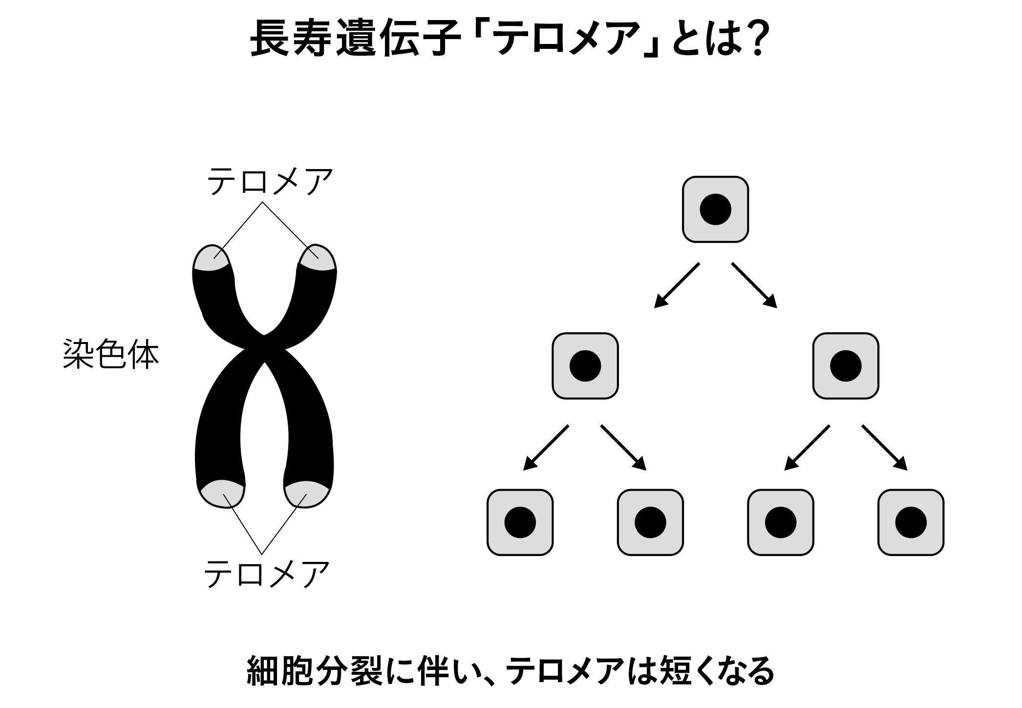 なぜ、身体が30代の若さなのに、脳が50代レベルに「老化」した人がいるのか?