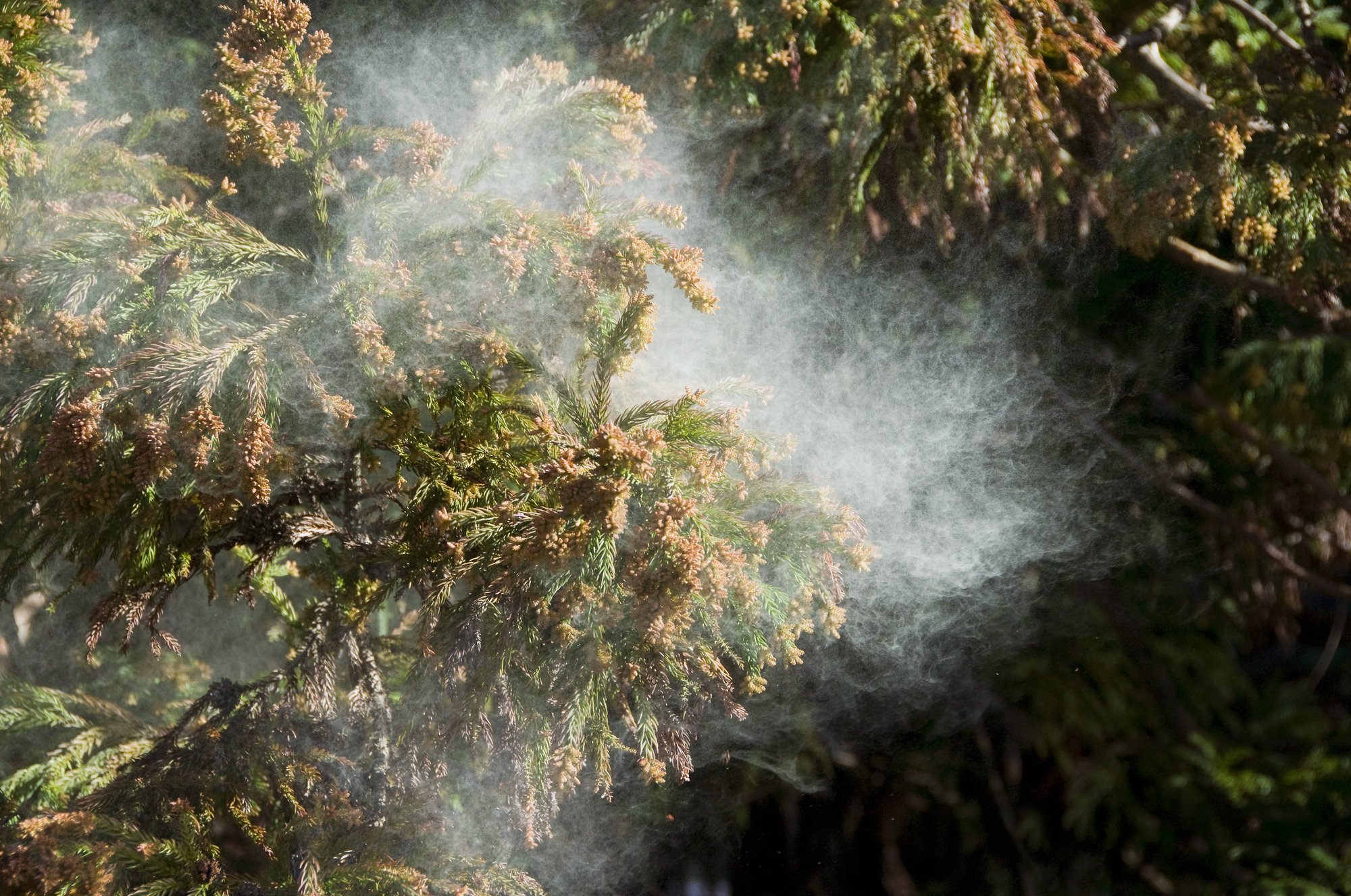 「花粉症の対策」実は夏が大事だった!専門医も効果を実感した根本治療とは?