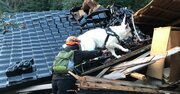 能登半島地震にも出動した「災害救助犬」は、日頃どんな訓練をしているのか？