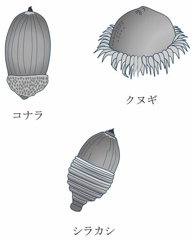 【中学受験の良問・理科】「童謡『どんぐりころころ』に『お池にはまってさあたいへん』という一節がありますが、なぜ大変なのでしょう?」…海城で類題の「植物の種子」の問題