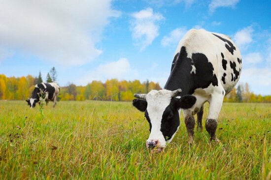 肉を食べて生きていくより、肉を食べないで生きていく方が難しい…「草食動物」が「肉食動物」よりも進化が遅れた“意外な理由”とは？