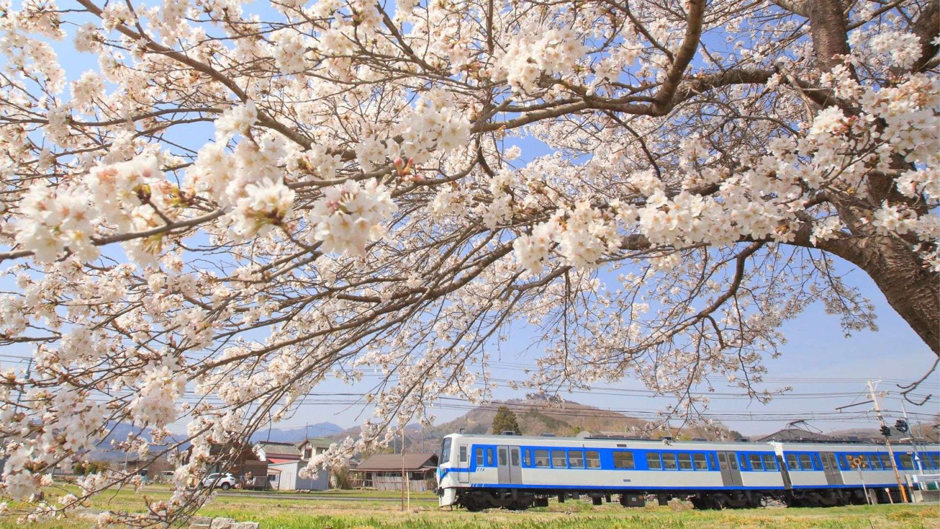 埼玉で春の日帰り旅行7選、トトロの森・絶景パワスポ・市場グルメ・地酒処...