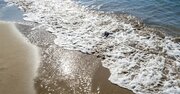 「ふん便性大腸菌」が多い海水浴場ランキング2025、ワースト1位は全国で唯一の「要対策」