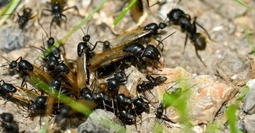 そりゃダーウィンも頭を抱えるわ…「働きアリ」が自分の子を産まず女王アリに尽くす意外な理由