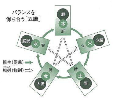 人の体を構成する「五臓」 <br />梅雨期に弱る「脾」に優しく