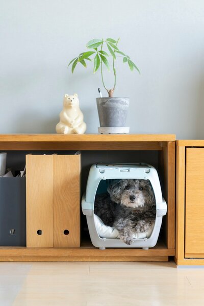 避難所でペットと離れ離れにならないために、防災リュックに入れておくべきもの