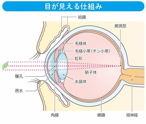 目が見える仕組み