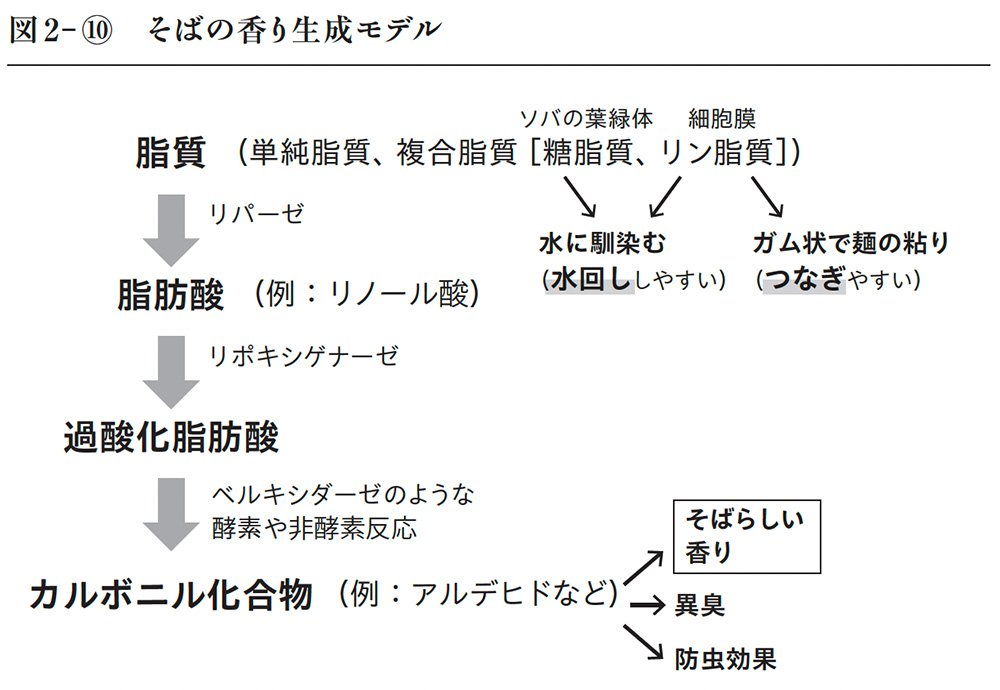 図2-10　そばの香り生成モデル