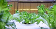 「植物工場」が普及しない本当の理由とは