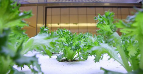 「植物工場」が普及しない本当の理由とは