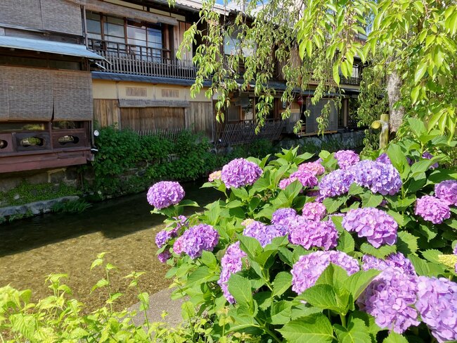 【梅雨が楽しくなる！】京都の「アジサイ」名所探訪、西山・大原・伏見・宇治…