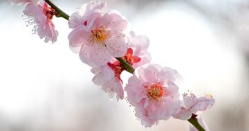 ドローンで見る日本の絶景、日本三名園の一つ水戸偕楽園の梅林