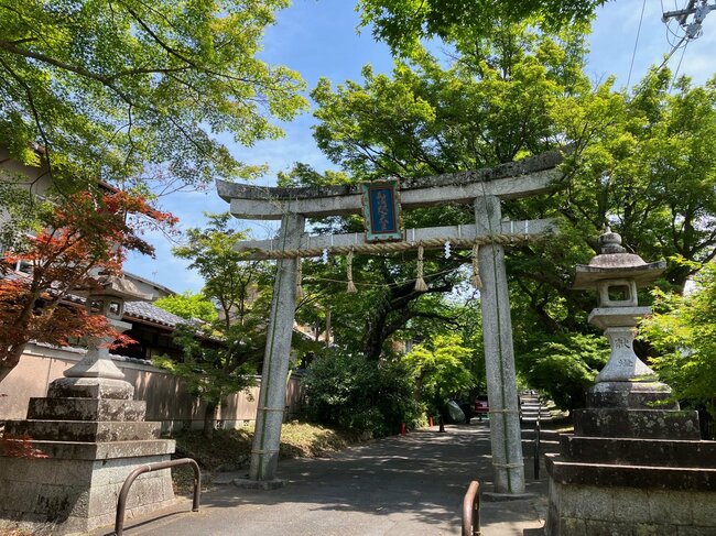紅葉の隠れ名所「鷺森神社」(左京区)は青もみじの名所でもある。こちらは表参道