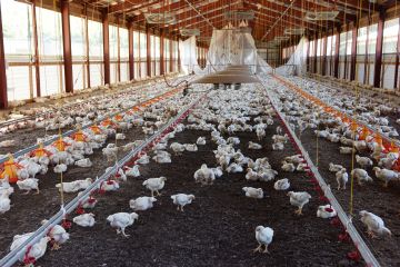鶏肉の国内自給を目指して──非常識を常識に変え続ける、ある生協の取り組み