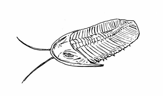 ほとんどすべての生命が死に絶えた…“ペルム紀の大量絶滅”の衝撃