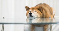 こんな飼い主は犬を憂鬱にさせている！人とペットに見られる驚くべき「感情移入」とは