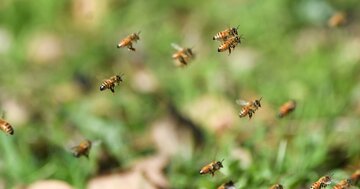 【2443回もハチに刺され、犬がワニにさらわれた】世界一ハチに刺された男と、自分を犠牲にして巣を守るミツバチの社会