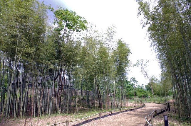 文藝館のアプローチにある竹林